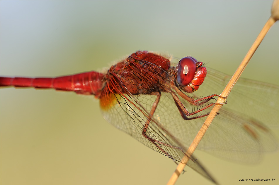 Crocothemis erythraea